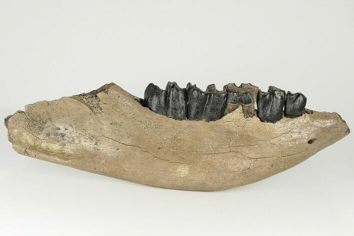 17" Fossil Woolly Rhino (Coelodonta) Right Mandible - North Sea 